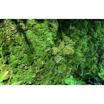 live moss_1