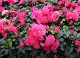 Rhododendron hybrida