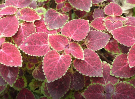 Coleus scutellarioides (L.) Benth. (Coleus)