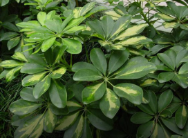 Schefflera arboricola 'Variegata' (Dwarf Umbrella Tree)