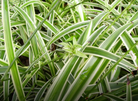 Chlorophytum comosum ‘&#039;Variegatum&#039; (Spider Plant)