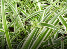 Chlorophytum comosum ‘'Variegatum' (Spider Plant)