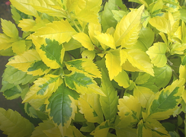 Duranta repens 'Golden Leaves' (Golden Eagle Duranta)