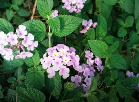 Lantana montevidensis (Trailing Lantana (Purple))