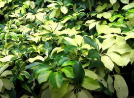 Schefflera arboricola 'Dazzle' (Umbrella tree 'Gold Capella')