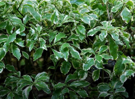 Duranta repens ‘Variegata' (Variegated Sky Flower)