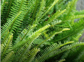 Nephrolepis auriculata (Boston swordfern)