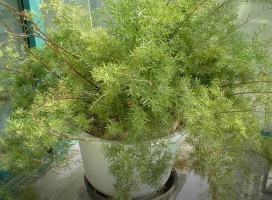 Asparagus cochinchinensis (Wild Asparagus)