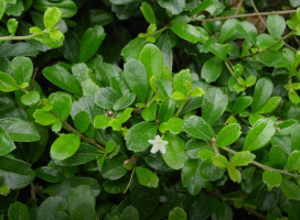 Carmona microphylla (Fukien Tea)
