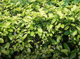 Ficus microcarpa ‘Golden Leaf’ (Golden Leaves)