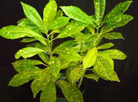 Codiaeum variegatum Aucubifolium (Croton Gold Dust)
