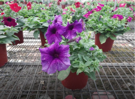 Petunia x hybrida (Garden Petunia)