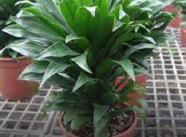 Dracaena deremensis cv. 'Compacta' (Chinese Money Tree)