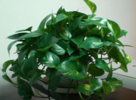 Epipremnum aureum (Pothos)