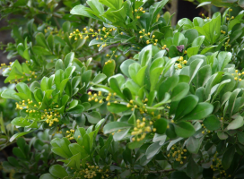 Aglaia odorata (Mock Lime)