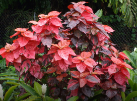 Acalypha wilkesiana (Copperleaf)