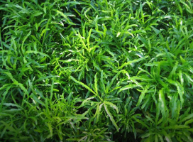 Codiaeum sinnatum 'Dissectum'