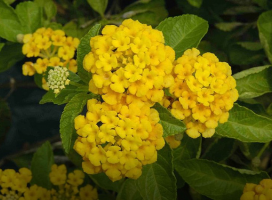 Lantana camara 'Flava' (Trailing Lantana (Yellow))