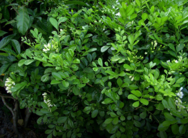 Murraya paniculata (Orange Jasmine.)