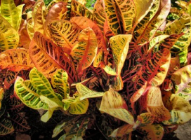 Codiaeum variegatum (Garden Croton)