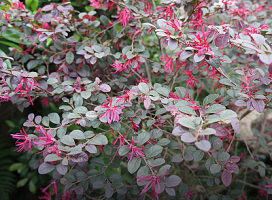 Loropetalum chinense rubrum (Red Strap Flower)