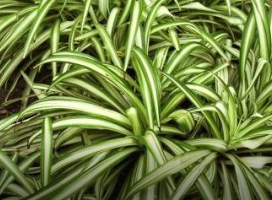 Chlorophytum comosum ‘Vittatum’ (Spider ivy 'Vittatum')