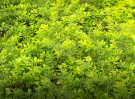 Duranta erecta (Golden Dewdrop)